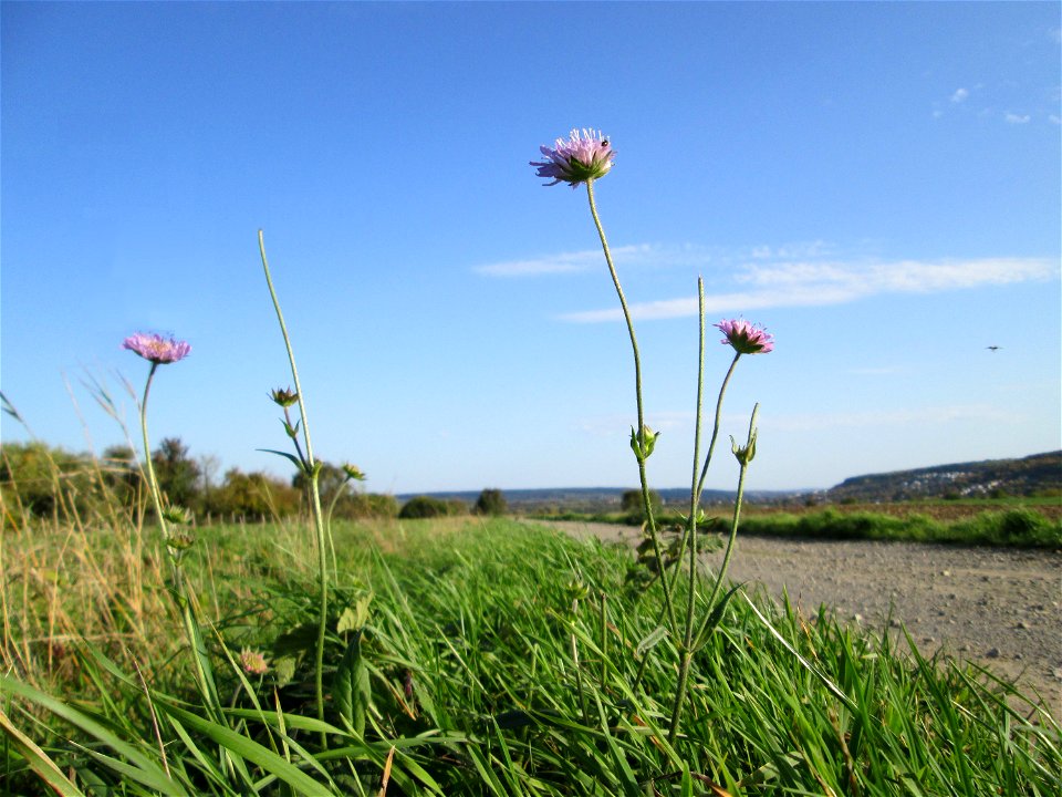 Acker-Witwenblume (Knautia arvensis) bei Spicheren