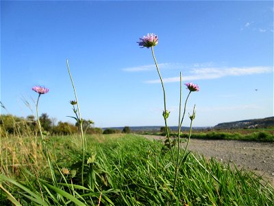 Acker-Witwenblume (Knautia arvensis) bei Spicheren