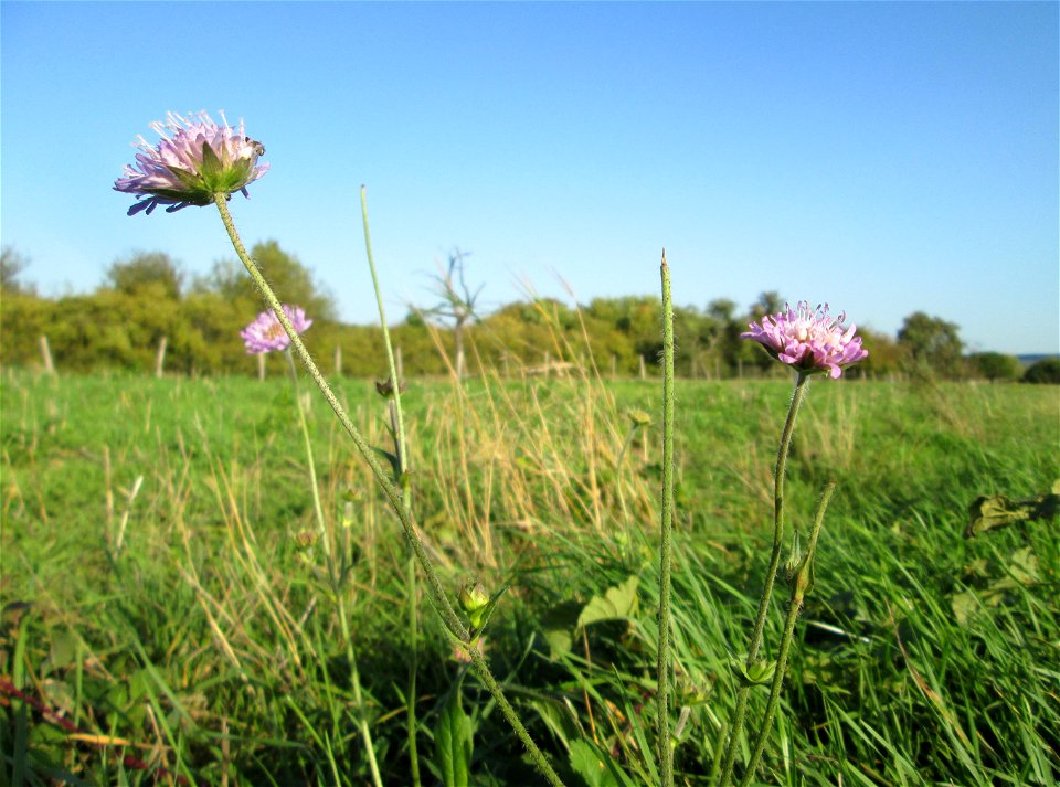 Acker-Witwenblume (Knautia arvensis) bei Spicheren