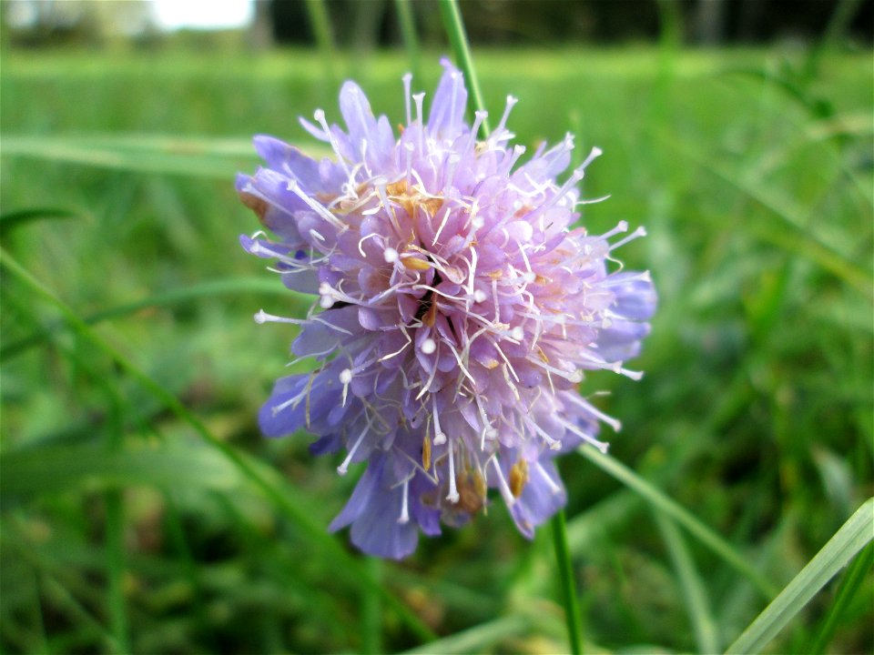 Acker-Witwenblume (Knautia arvensis) am Hauptfriedhof in Alt-Saarbrücken