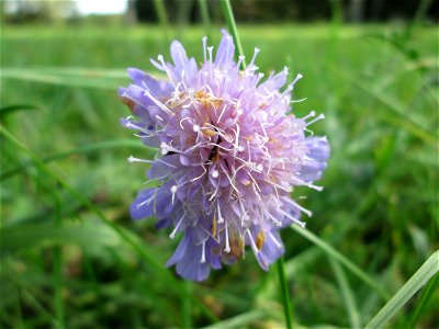 Acker-Witwenblume (Knautia arvensis) am Hauptfriedhof in Alt-Saarbrücken