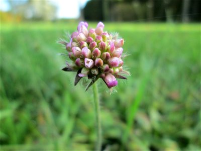 Acker-Witwenblume (Knautia arvensis) am Hauptfriedhof in Alt-Saarbrücken