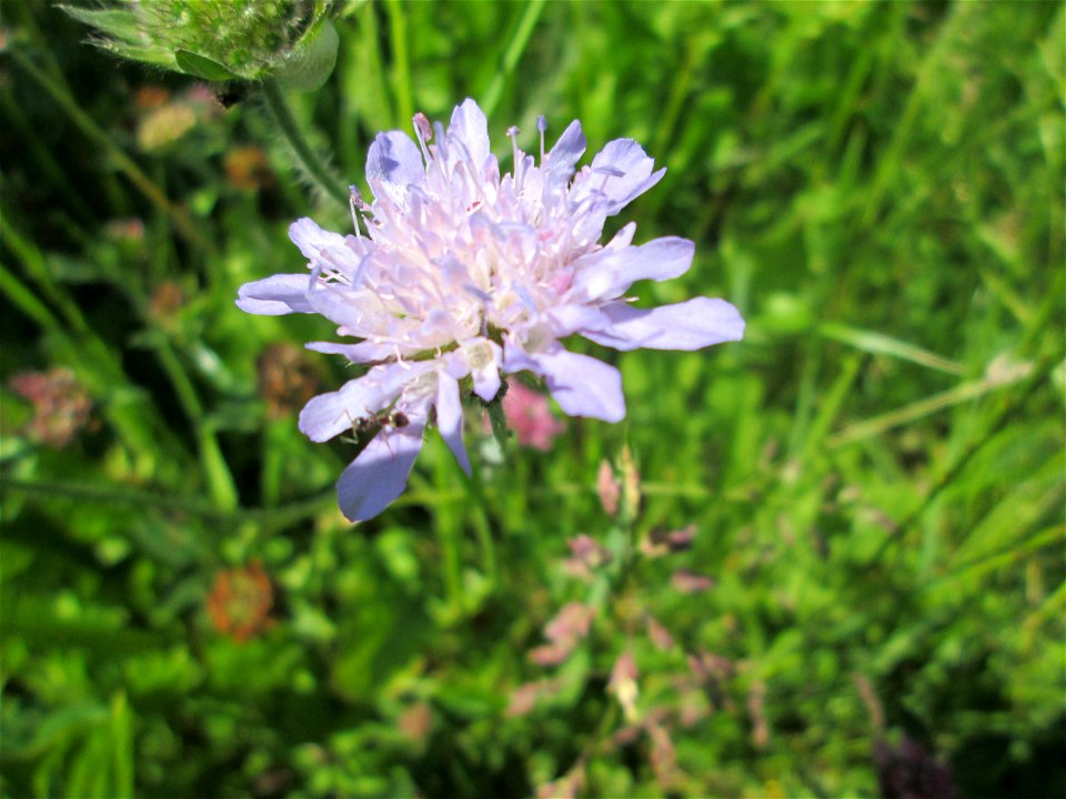 Acker-Witwenblume (Knautia arvensis) nahe der Beierwies im Landschaftsschutzgebiet „Wisch- und Wogbachtal“ oberhalb von Fechingen