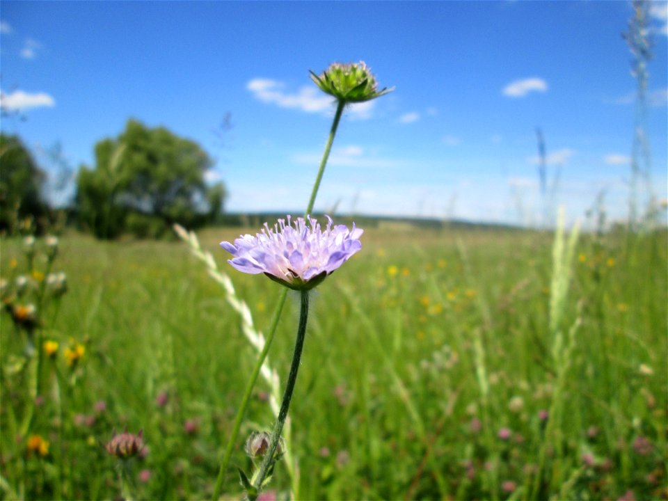 Acker-Witwenblume (Knautia arvensis) nahe der Beierwies im Landschaftsschutzgebiet „Wisch- und Wogbachtal“ oberhalb von Fechingen