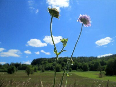 Acker-Witwenblume (Knautia arvensis) nahe der Beierwies im Landschaftsschutzgebiet „Wisch- und Wogbachtal“ oberhalb von Fechingen