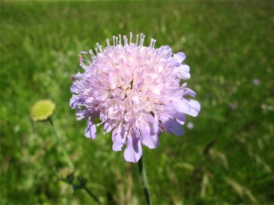 Acker-Witwenblume (Knautia arvensis) nahe der Beierwies im Landschaftsschutzgebiet „Wisch- und Wogbachtal“ oberhalb von Fechingen