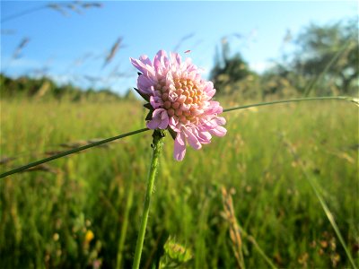 Acker-Witwenblume (Knautia arvensis) im Naturschutzgebiet „Birzberg, Honigsack/Kappelberghang“ photo
