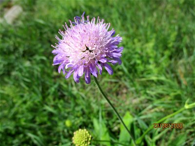 Acker-Witwenblume (Knautia arvensis) im oberen Simbachtal bei Spicheren Français :  Knautie des champs près de Spicheren