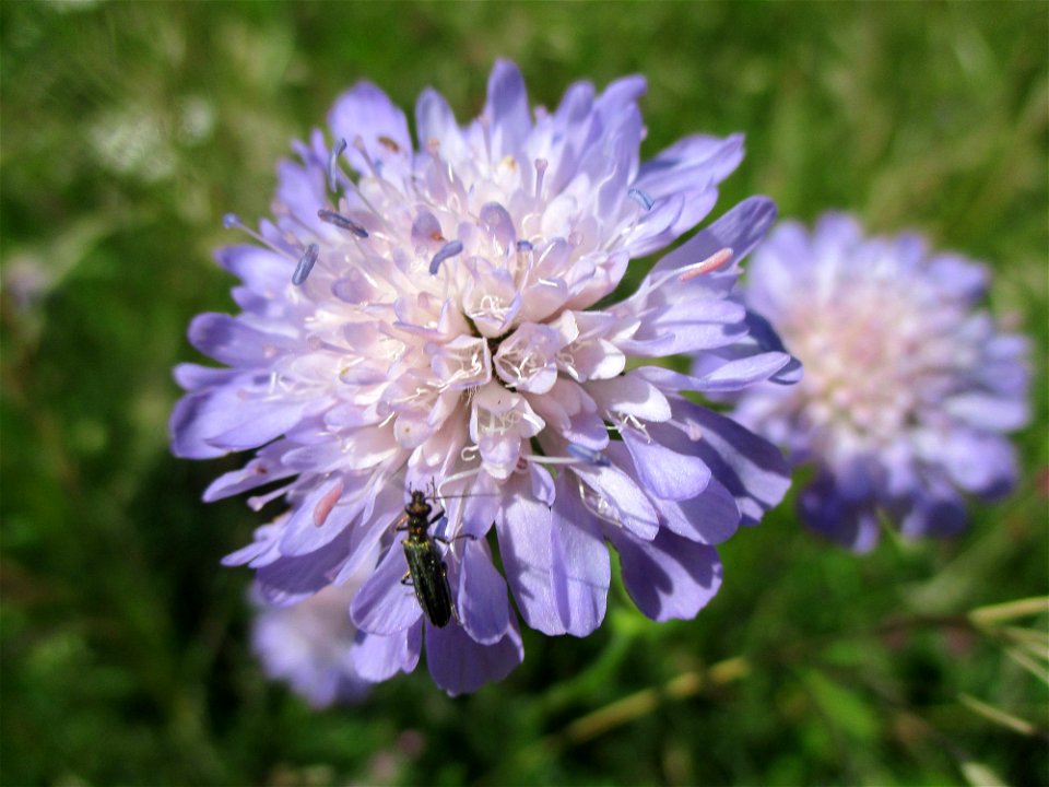 Acker-Witwenblume (Knautia arvensis) am Wickersberg bei Ensheim