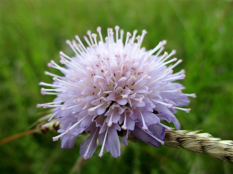 Acker-Witwenblume (Knautia arvensis) bei Eschringen