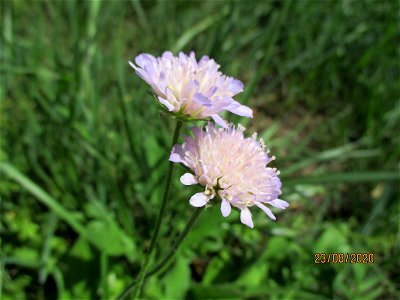 Acker-Witwenblume (Knautia arvensis) im oberen Simbachtal bei Spicheren Français :  Knautie des champs près de Spicheren