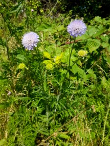 Field scabious plants showing how the flowers look as they first appear