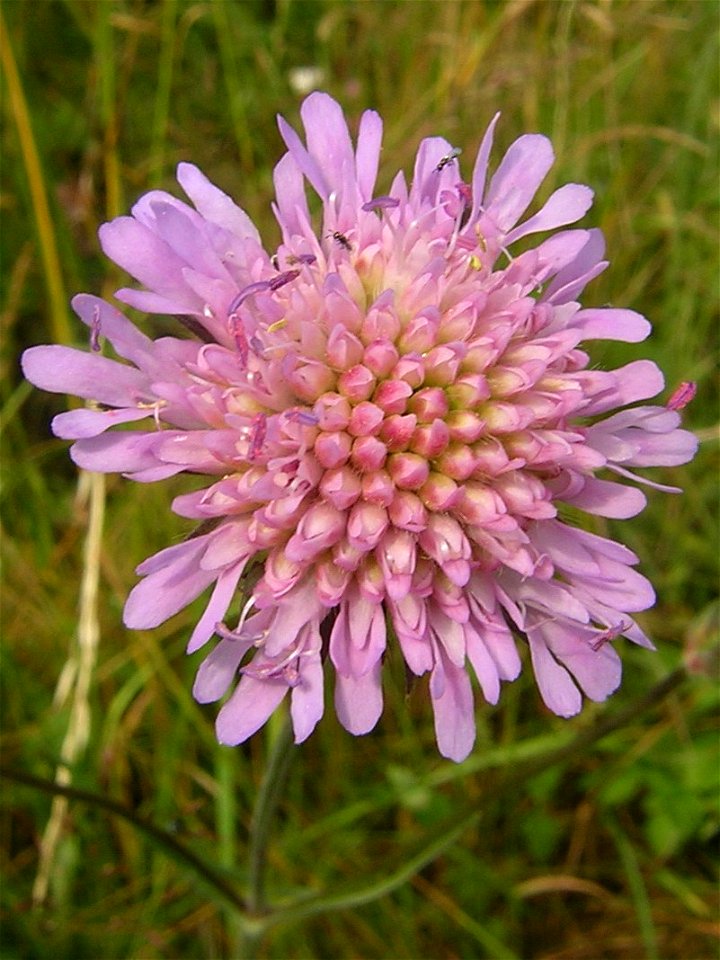 Кnautia arvensis (L.) Coult. Russia, Ivanovo region.