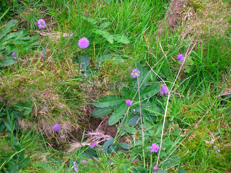 Knautia arvensis, Field Scabious growing on limestone waste at Broadstone, North Ayrshire, Scotland.