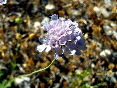 Scabiosa atropurpurea flowers close up, Sierra Nevada, Spain