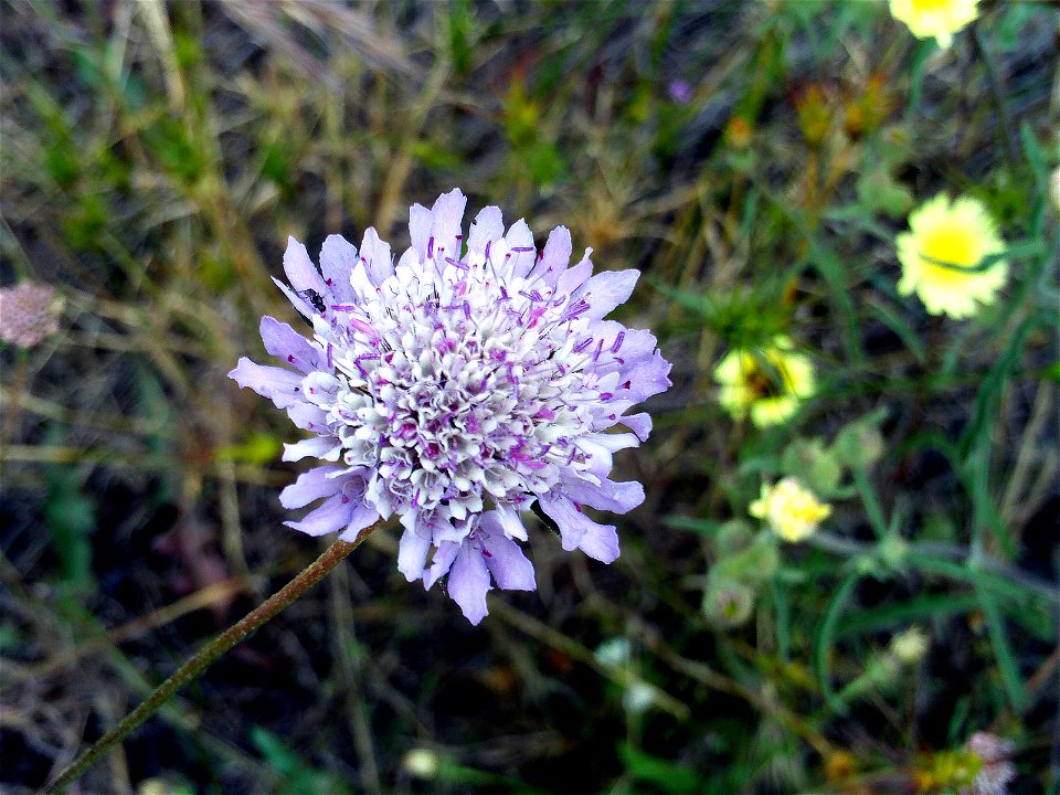 Scabiosa atropurpurea Close up Dehesa Boyal de Puertollano Spain.