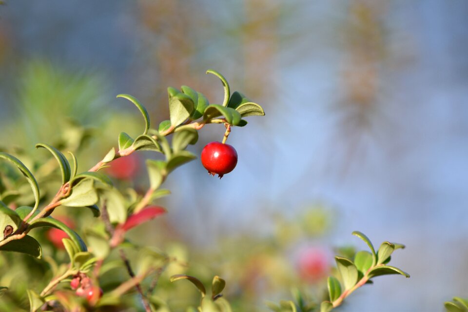Forest delicious red