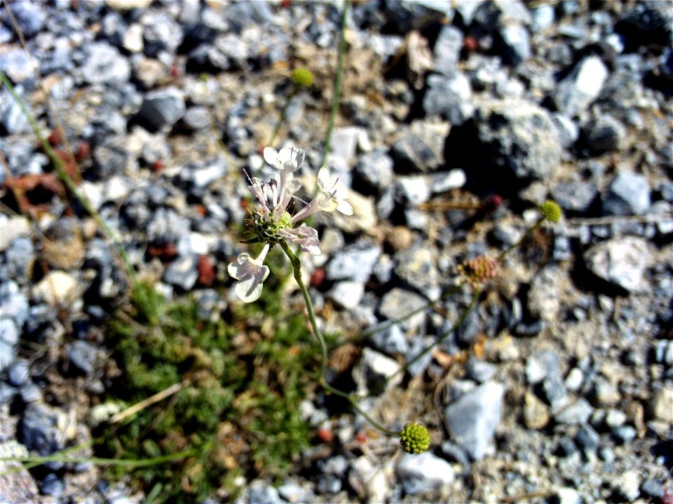 Scabiosa atropurpurea habit, Sierra Nevada, Spain