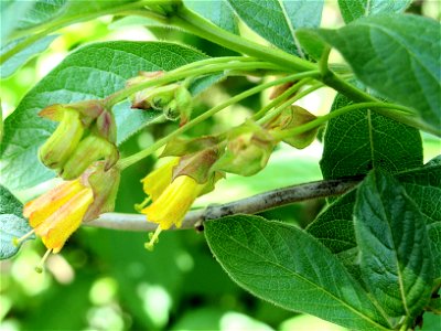 Lonicera ledebourii
