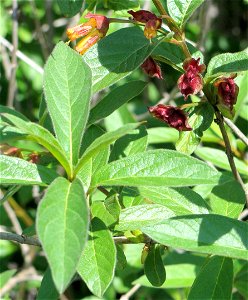 Lonicera ledebouri