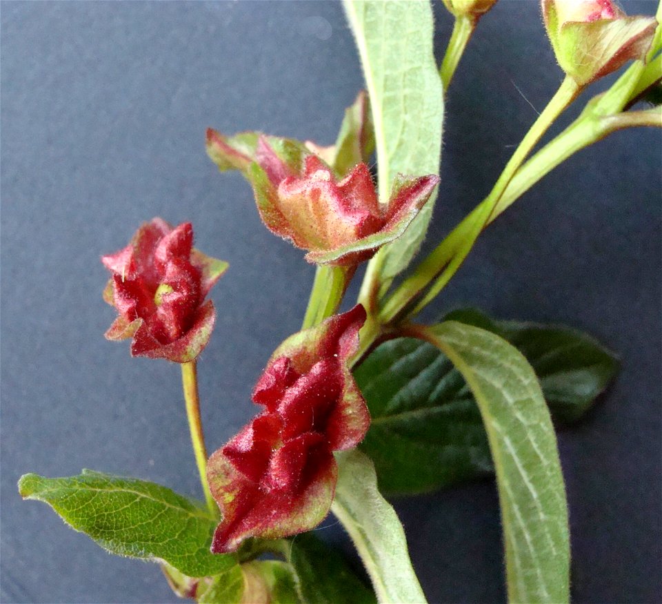 Lonicera ledebouri