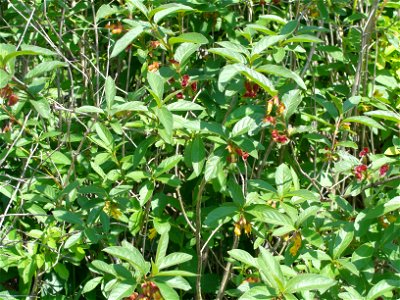 Lonicera ledebouri