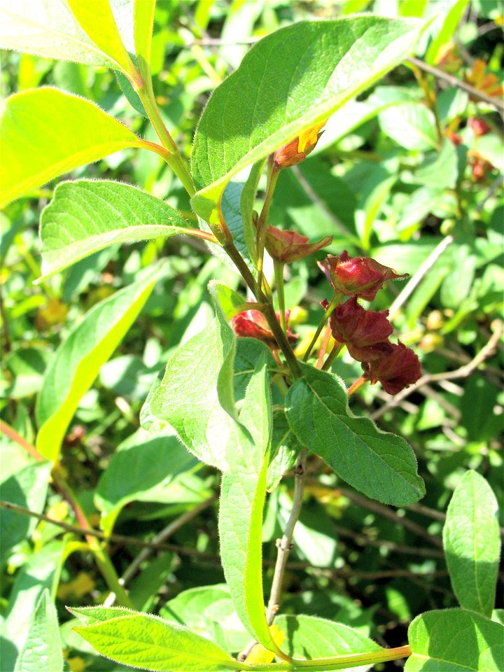 Lonicera ledebouri