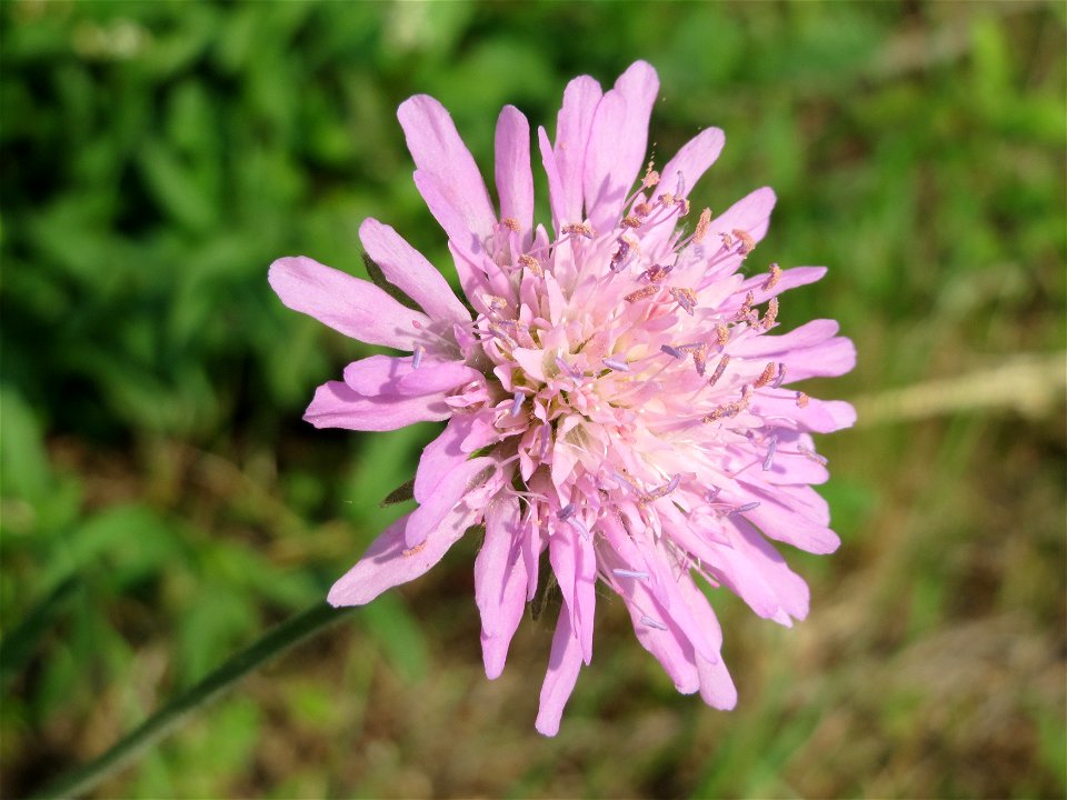 Tauben-Skabiose (Scabiosa columbaria) bei Reilingen
