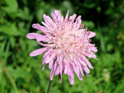 Tauben-Skabiose (Scabiosa columbaria) bei Reilingen