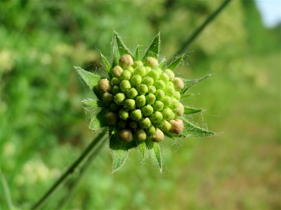 Tauben-Skabiose (Scabiosa columbaria) bei Reilingen