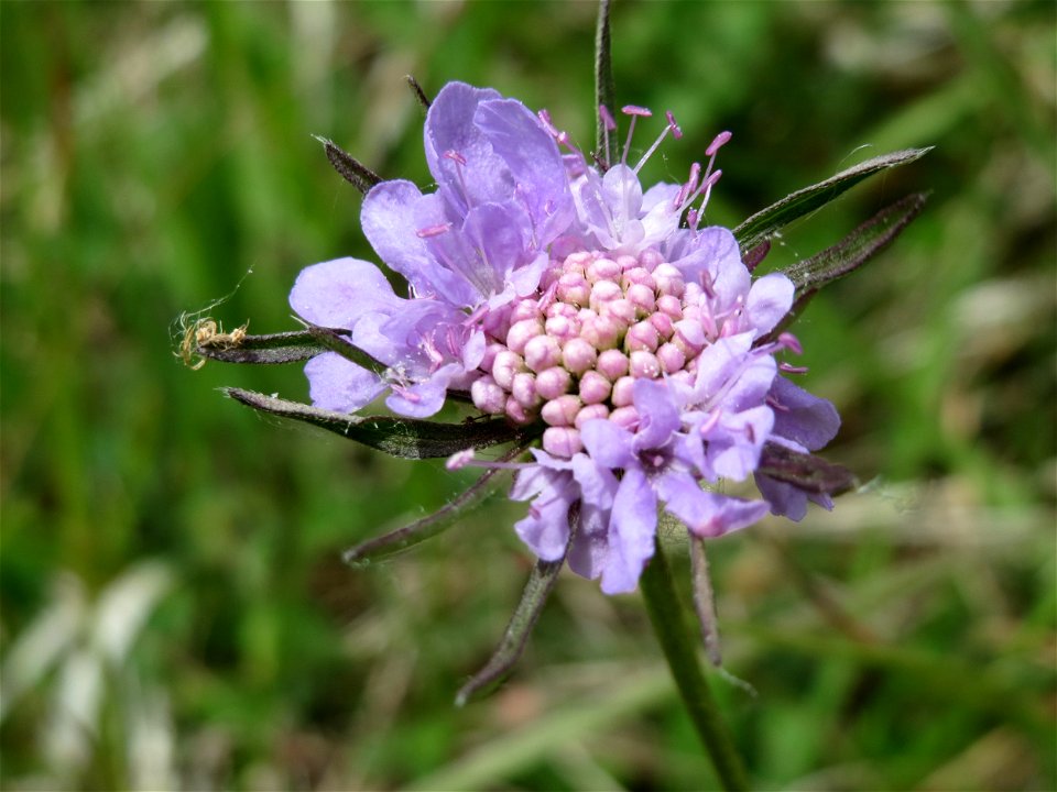 Tauben-Skabiose (Scabiosa columbaria) im Naturschutzgebiet Badstube