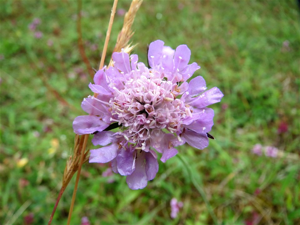 Tauben-Skabiose (Scabiosa columbaria) im Naturschutzgebiet Birzberg
