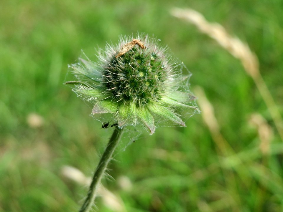 Tauben-Skabiose (Scabiosa columbaria) bei Reilingen