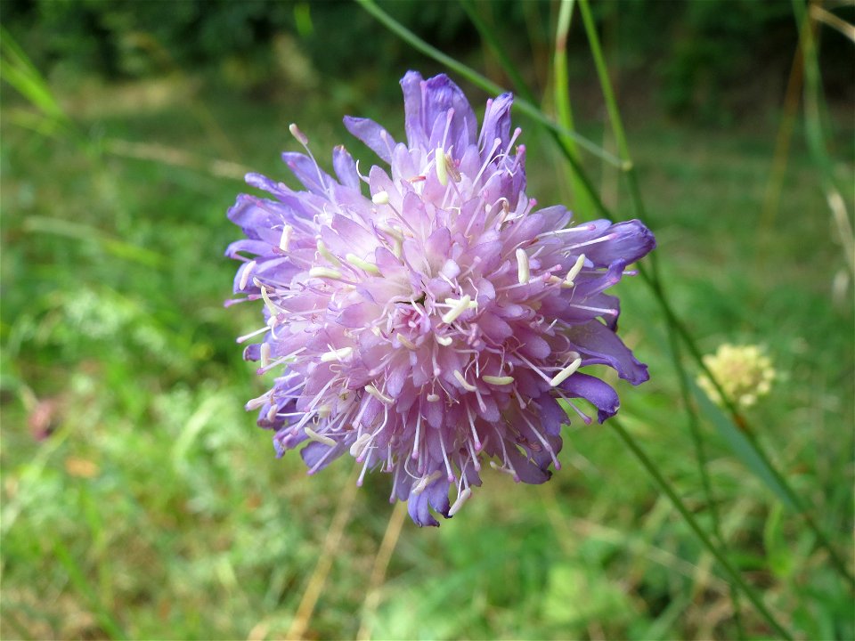Tauben-Skabiose (Scabiosa columbaria) am Schalkenmehrener Maar
