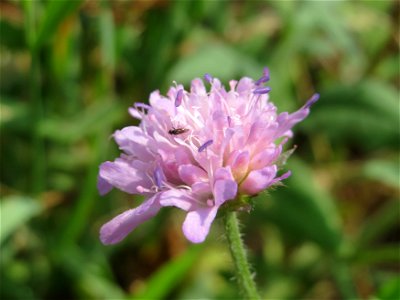 Tauben-Skabiose (Scabiosa columbaria) am Schalkenmehrener Maar