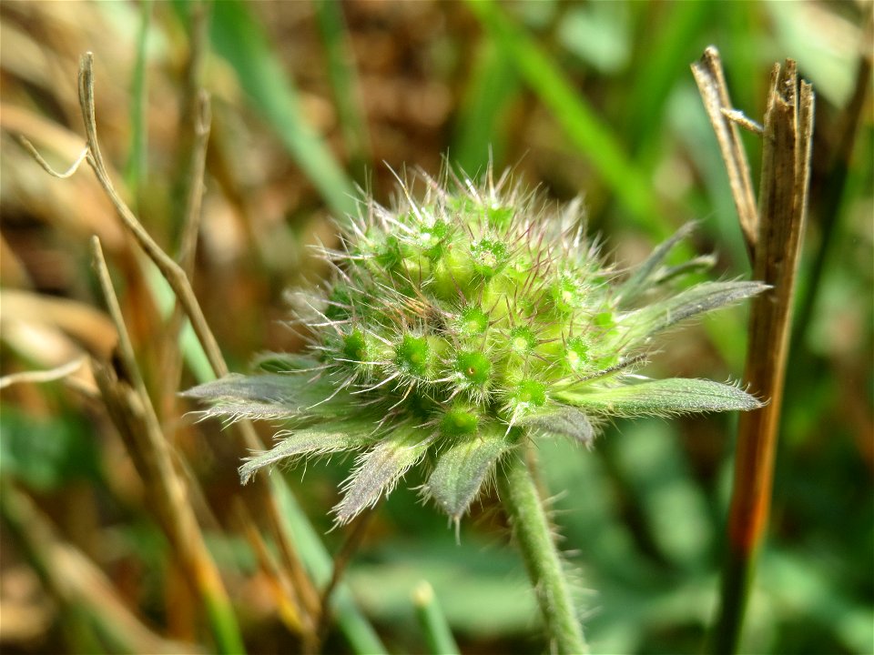 Tauben-Skabiose (Scabiosa columbaria) am Schalkenmehrener Maar
