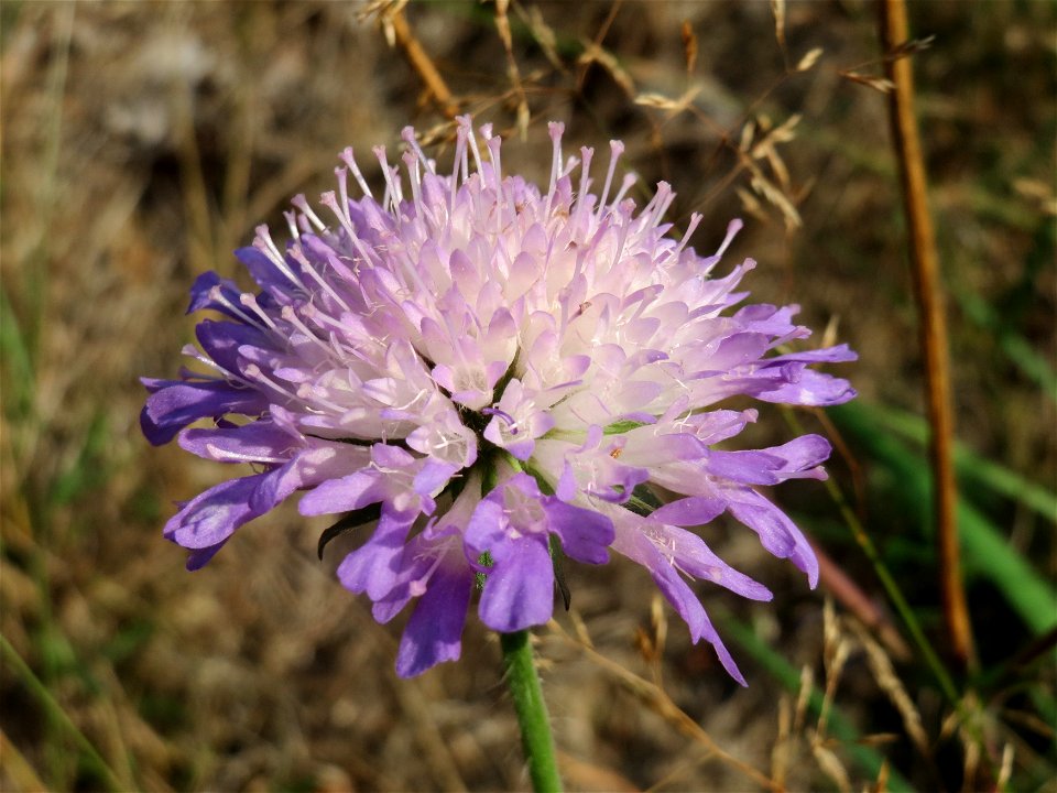 Tauben-Skabiose (Scabiosa columbaria) am Schalkenmehrener Maar