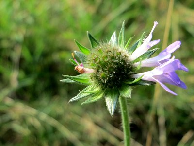 Tauben-Skabiose (Scabiosa columbaria) am Schalkenmehrener Maar