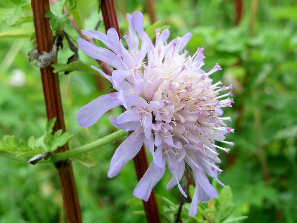 Tauben-Skabiose (Scabiosa columbaria) oberhalb vom Schalkenmehrener Maar