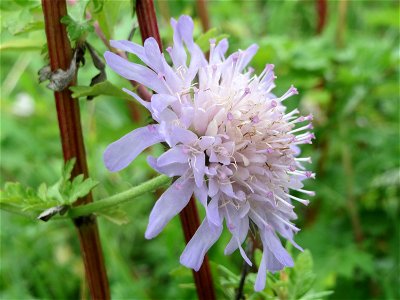 Tauben-Skabiose (Scabiosa columbaria) oberhalb vom Schalkenmehrener Maar