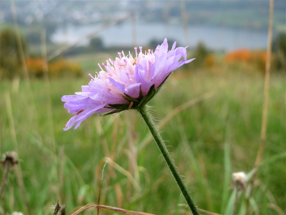 Tauben-Skabiose (Scabiosa columbaria) oberhalb vom Schalkenmehrener Maar