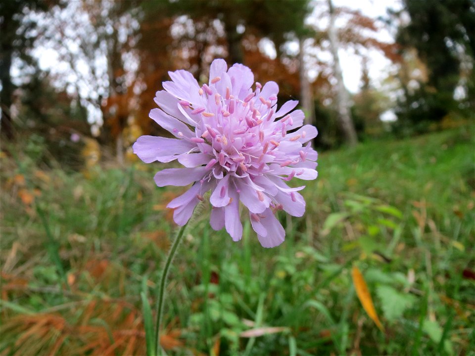 Tauben-Skabiose (Scabiosa columbaria) im Hauptfriedhof Saarbrücken