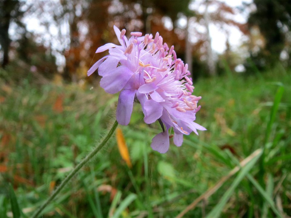 Tauben-Skabiose (Scabiosa columbaria) im Hauptfriedhof Saarbrücken