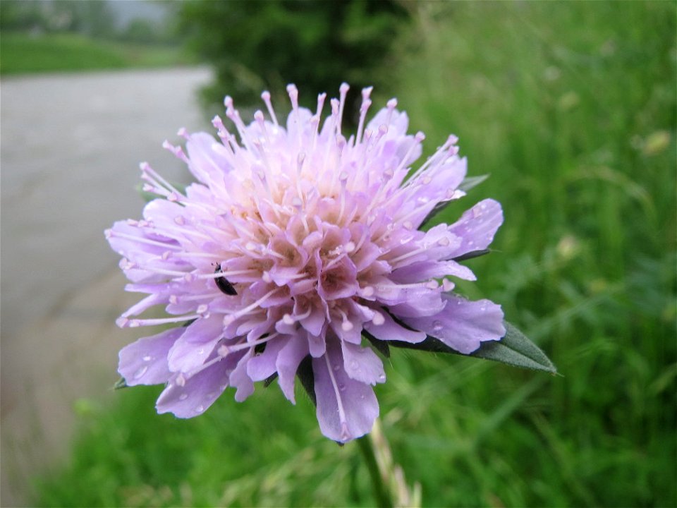 Tauben-Skabiose (Scabiosa columbaria) an der Saaraue Güdingen
