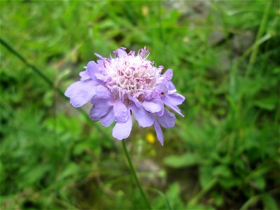 Tauben-Skabiose (Scabiosa columbaria) am Rheinufer im Naturschutzgebiet „Ketscher Rheininsel“