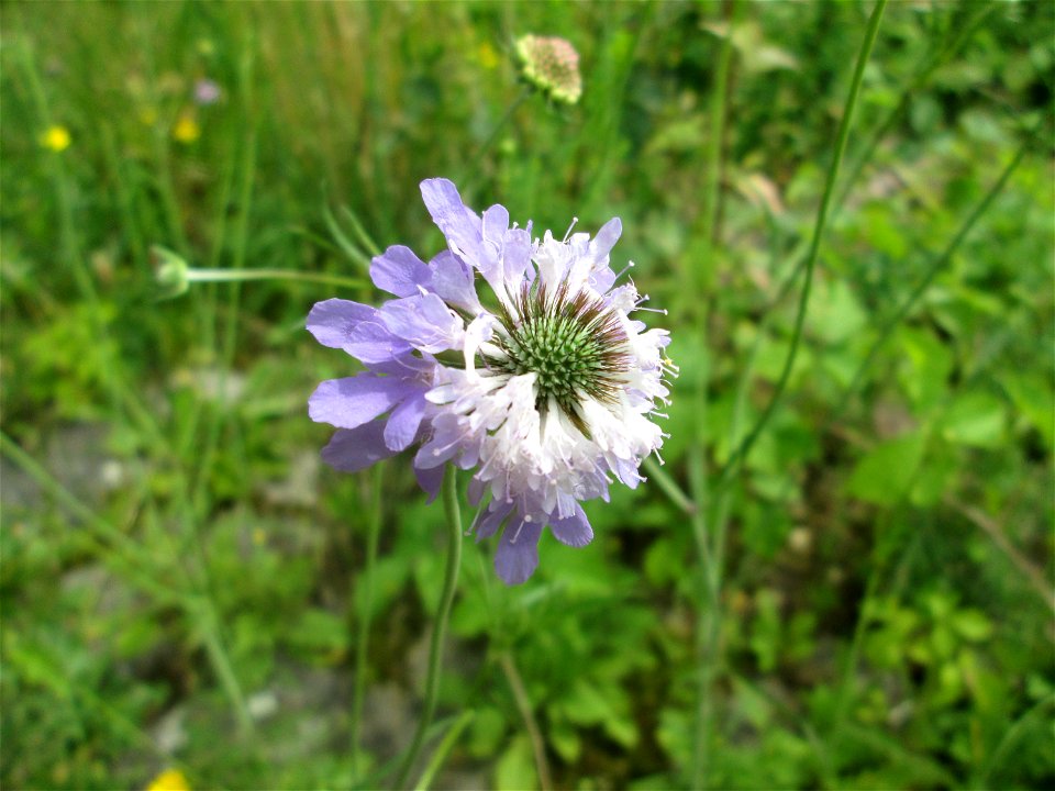 Tauben-Skabiose (Scabiosa columbaria) am Rheinufer im Naturschutzgebiet „Ketscher Rheininsel“