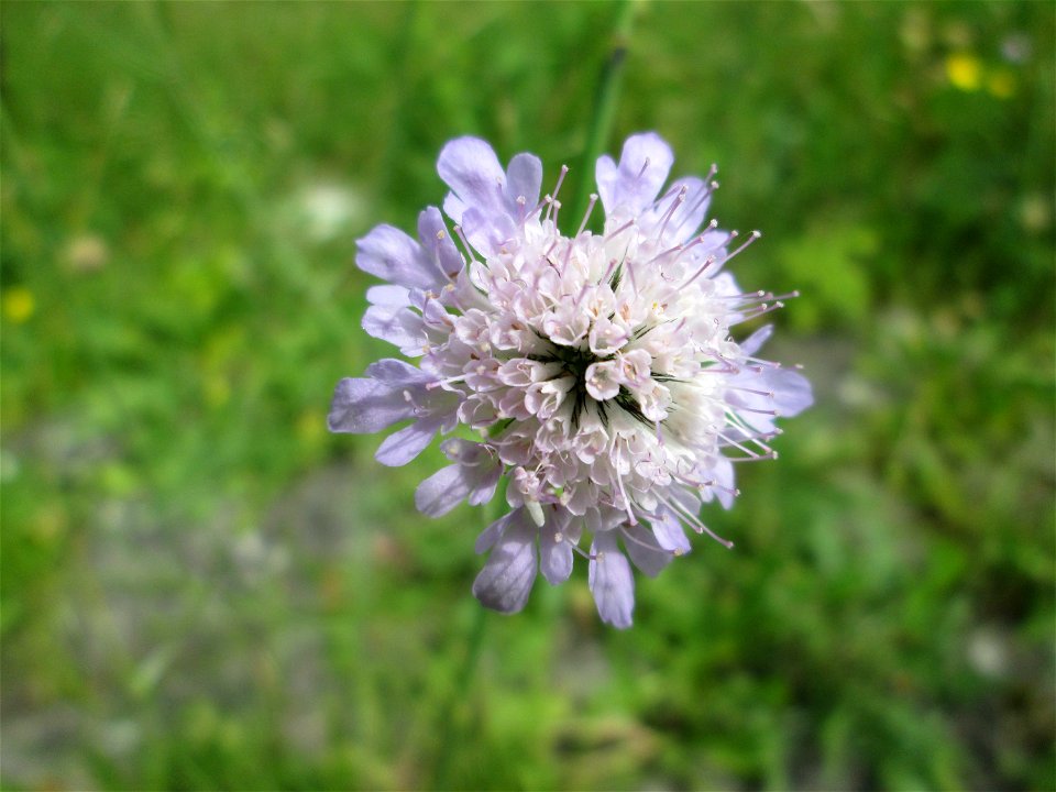 Tauben-Skabiose (Scabiosa columbaria) am Rheinufer im Naturschutzgebiet „Ketscher Rheininsel“