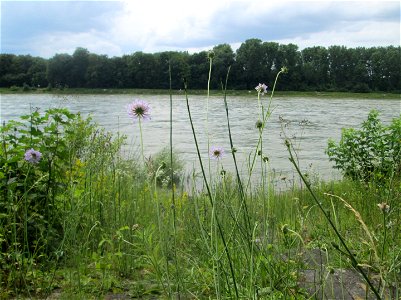 Tauben-Skabiose (Scabiosa columbaria) am Rheinufer im Naturschutzgebiet „Ketscher Rheininsel“