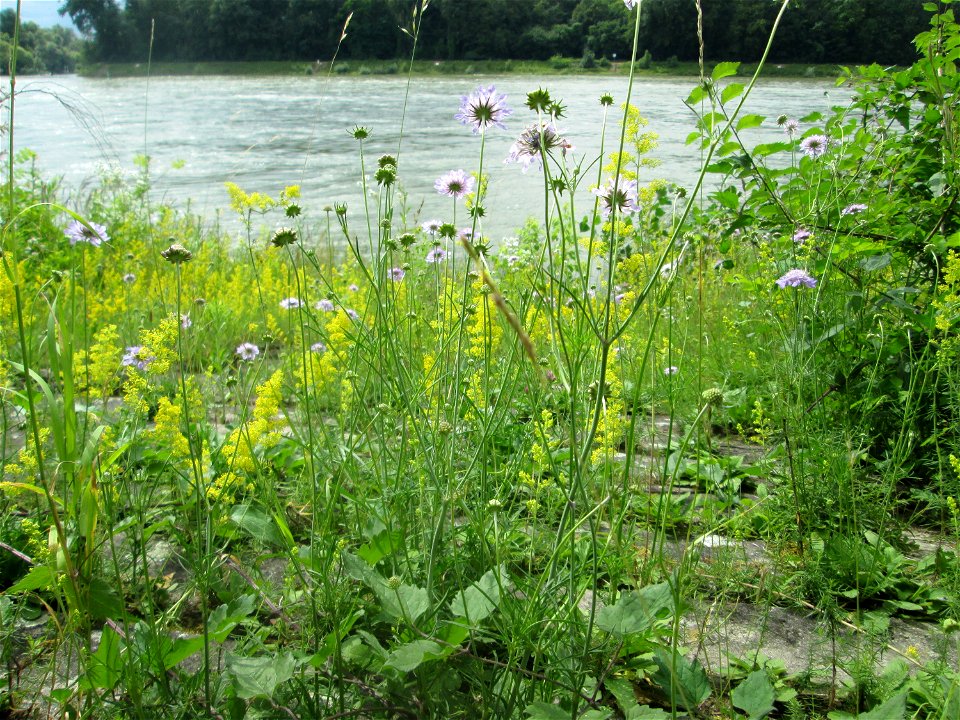 Tauben-Skabiose (Scabiosa columbaria) am Rheinufer im Naturschutzgebiet „Ketscher Rheininsel“