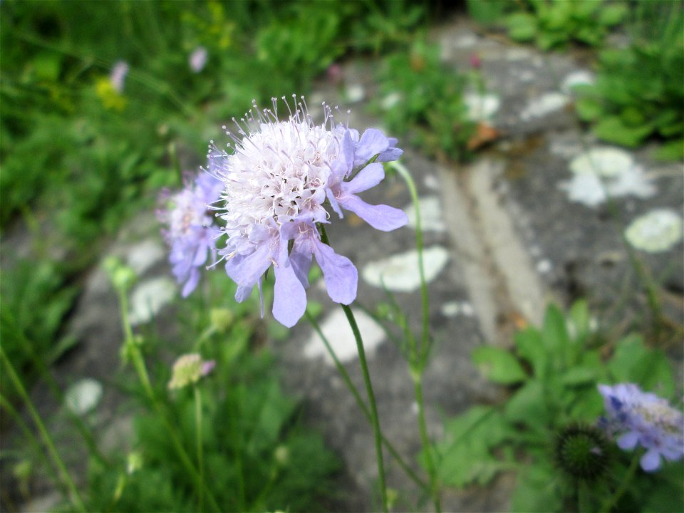 Tauben-Skabiose (Scabiosa columbaria) am Rheinufer im Naturschutzgebiet „Ketscher Rheininsel“
